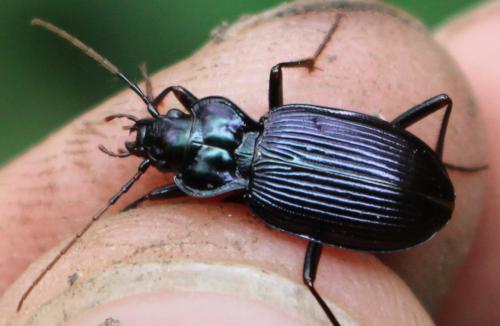 Nebria kratteri